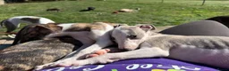 Whippet dogs for sale: Kennel Club Registered Whippet Pups Available  - Advert 1