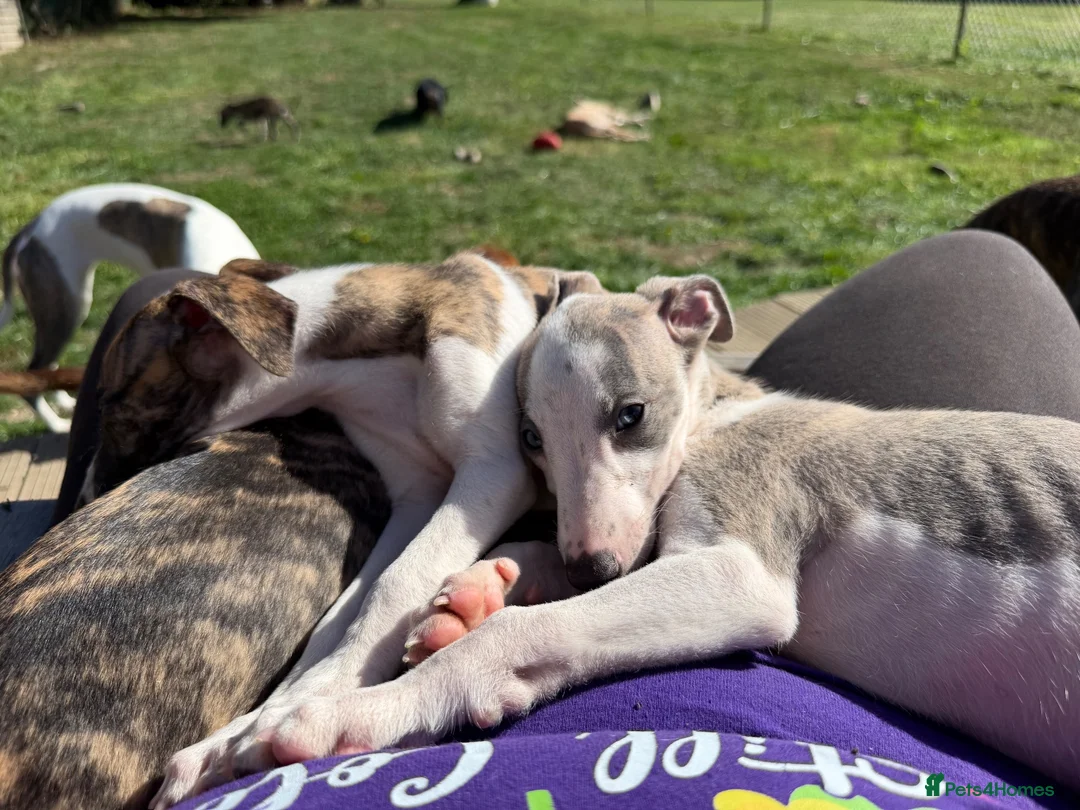 Whippet dogs for sale: Kennel Club Registered Whippet Pups Available  - Advert 1
