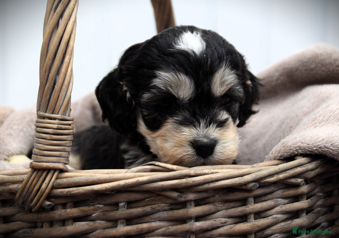 Cockapoo dogs for sale: American cockapoos (yankydoodles)  - Advert 10