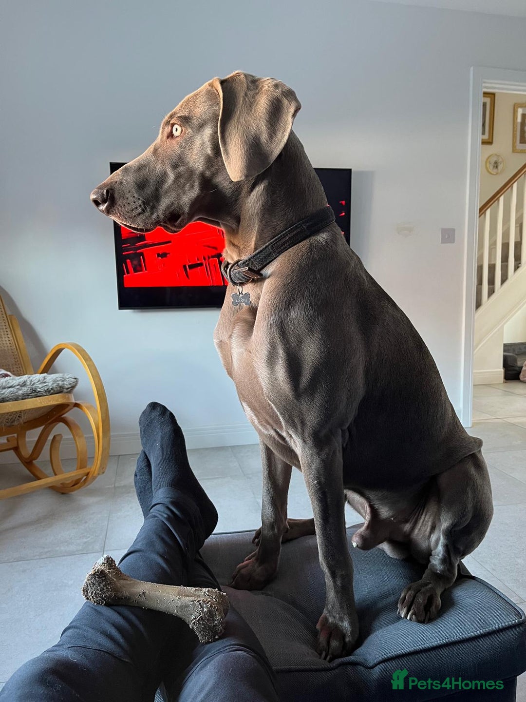 Weimaraner dogs for stud: Silver Weimaraner for Stud  in Darlington - Image 6