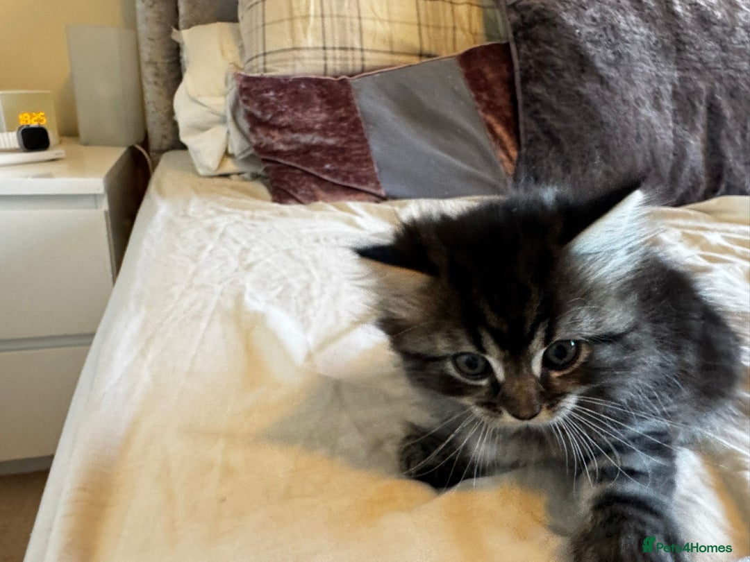Persian cats for sale: 4 Stunning Persian/Randall X babies  - Image 2