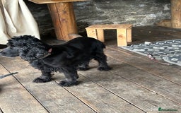 Cockapoo dogs for sale: Cockapoos puppies  - Image 7