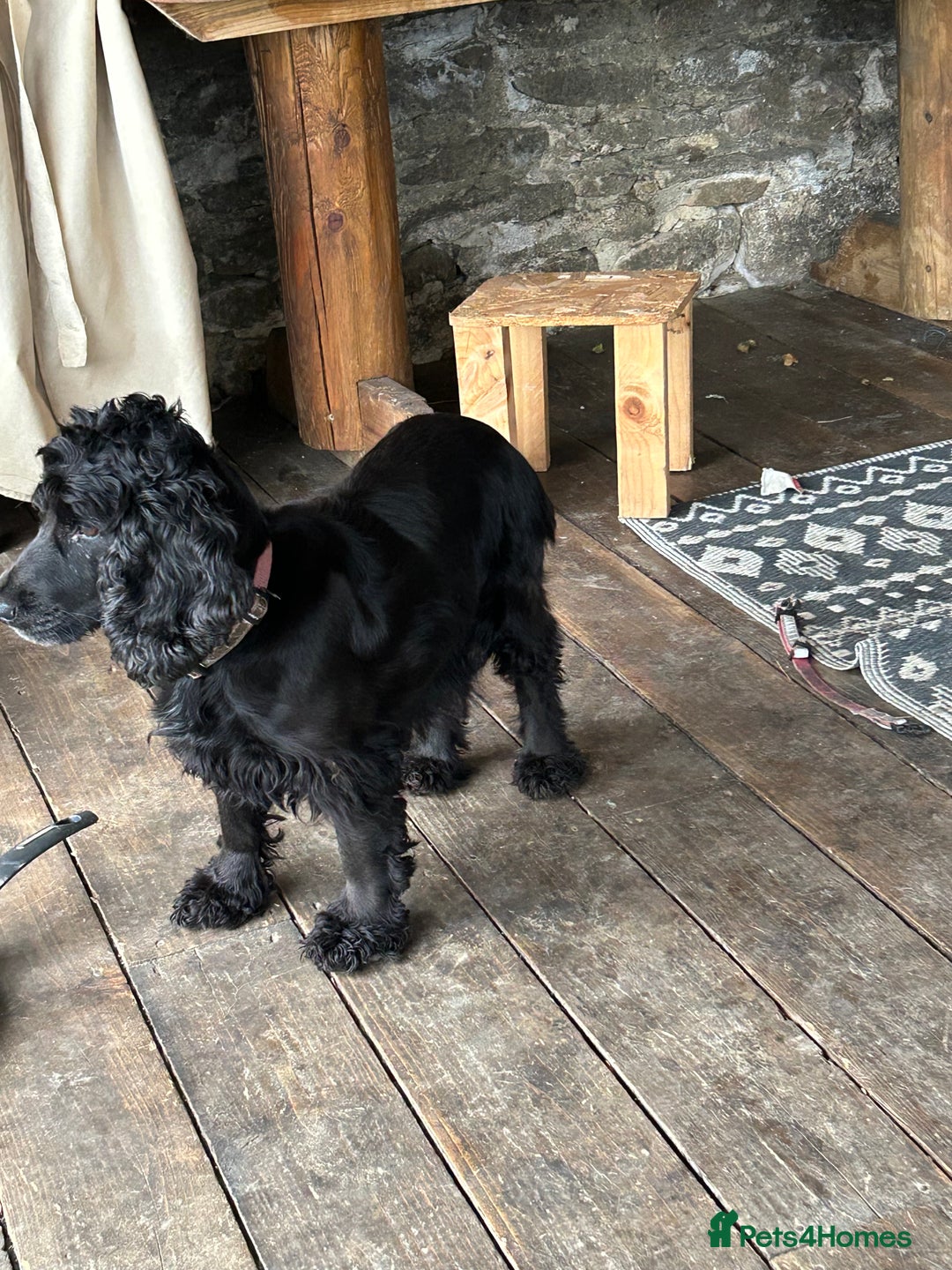 Cockapoo dogs for sale: Cockapoos puppies  - Image 7