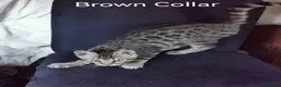 Bengal cats for sale:  Silver, Snow & brown Spotted Bengal Kittens - Advert 14