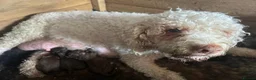 Lagotto Romagnolo dogs for sale: Lagotto Romangalo for sale KC reg.Italian parents  - Advert 1