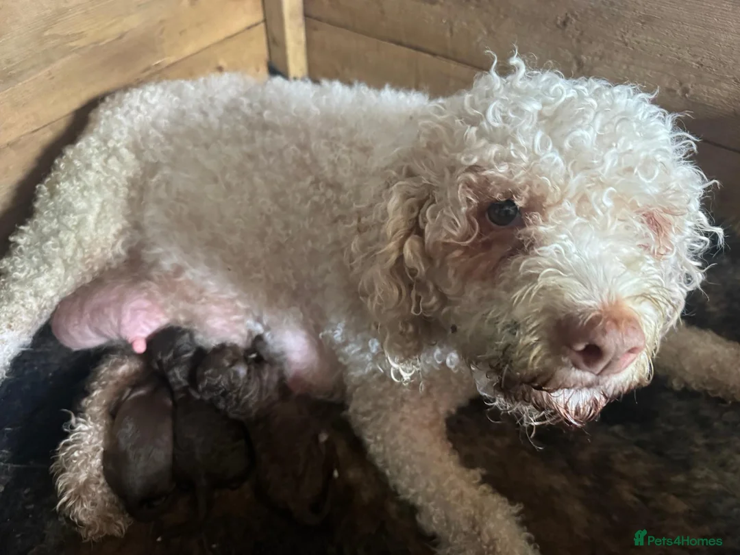 Lagotto Romagnolo dogs for sale: Lagotto Romangalo for sale KC reg.Italian parents  - Advert 1
