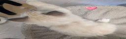 Ragdoll cats for sale: 💛GCCF 💛Ragdoll blue point mitted kittens  - Advert 11