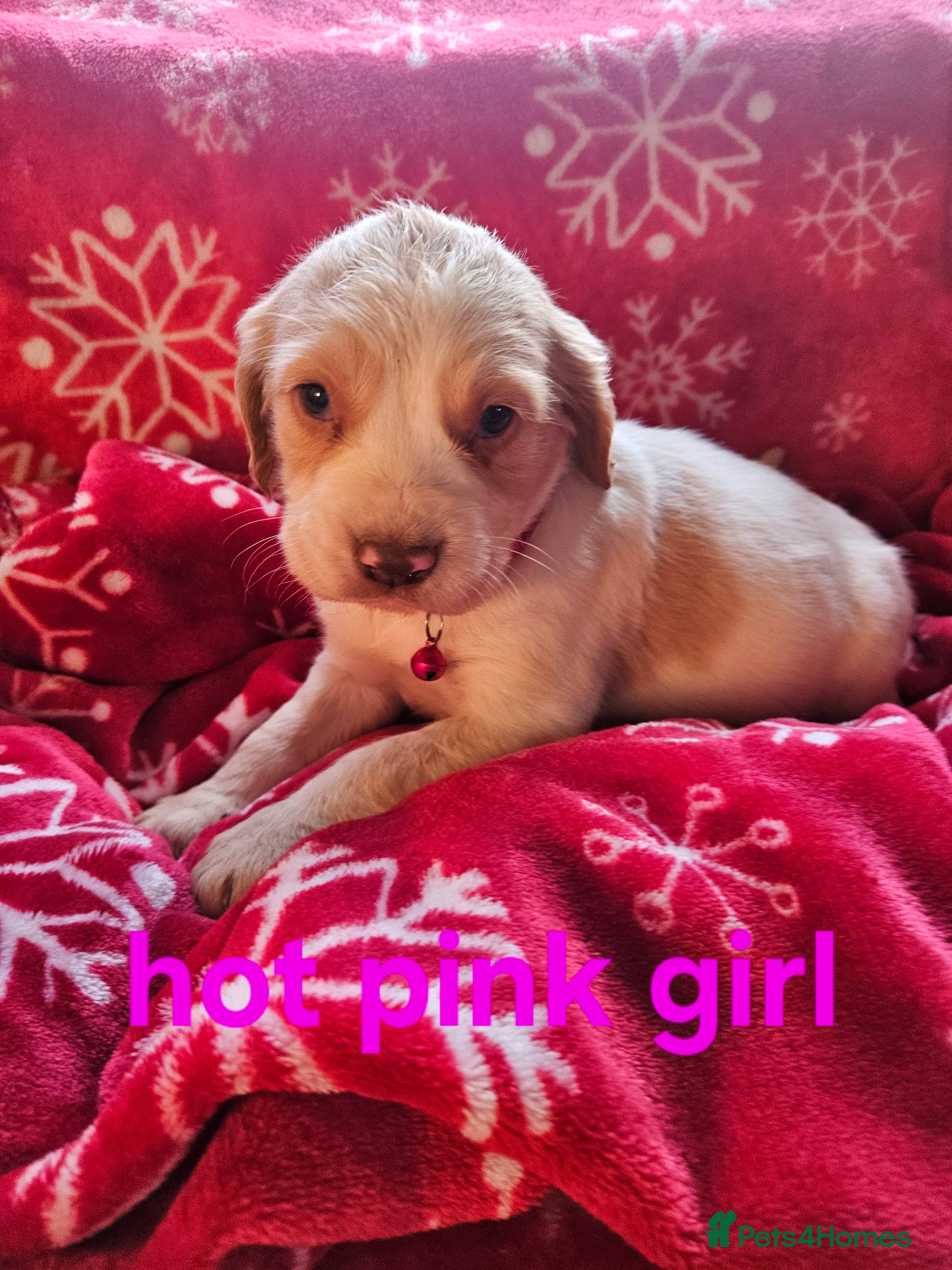 Cocker Spaniel dogs 6 cocker spaniels  - Advert 4