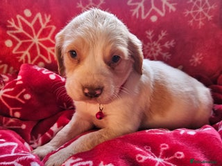 Cocker Spaniel dogs 6 cocker spaniels - Advert 6