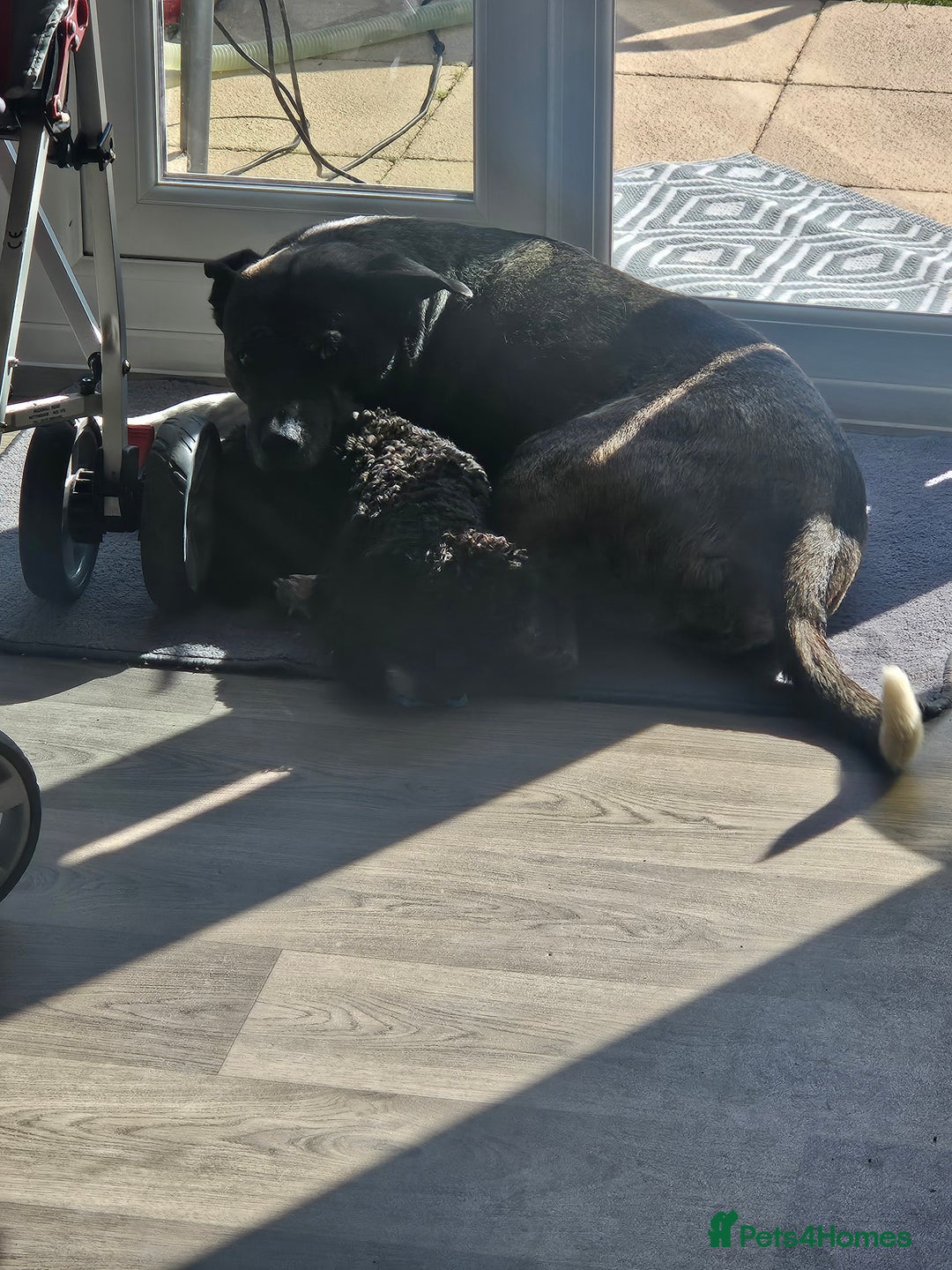 Mixed Breed dogs for sale: 🐾 Akita X Mastiff (Female, 7 Years Old, Spayed) - Image 5