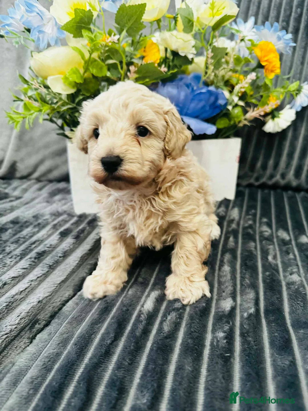 Maltipoo dogs for sale: One Gorgeous Teddy Bear puppy  - Advert 1