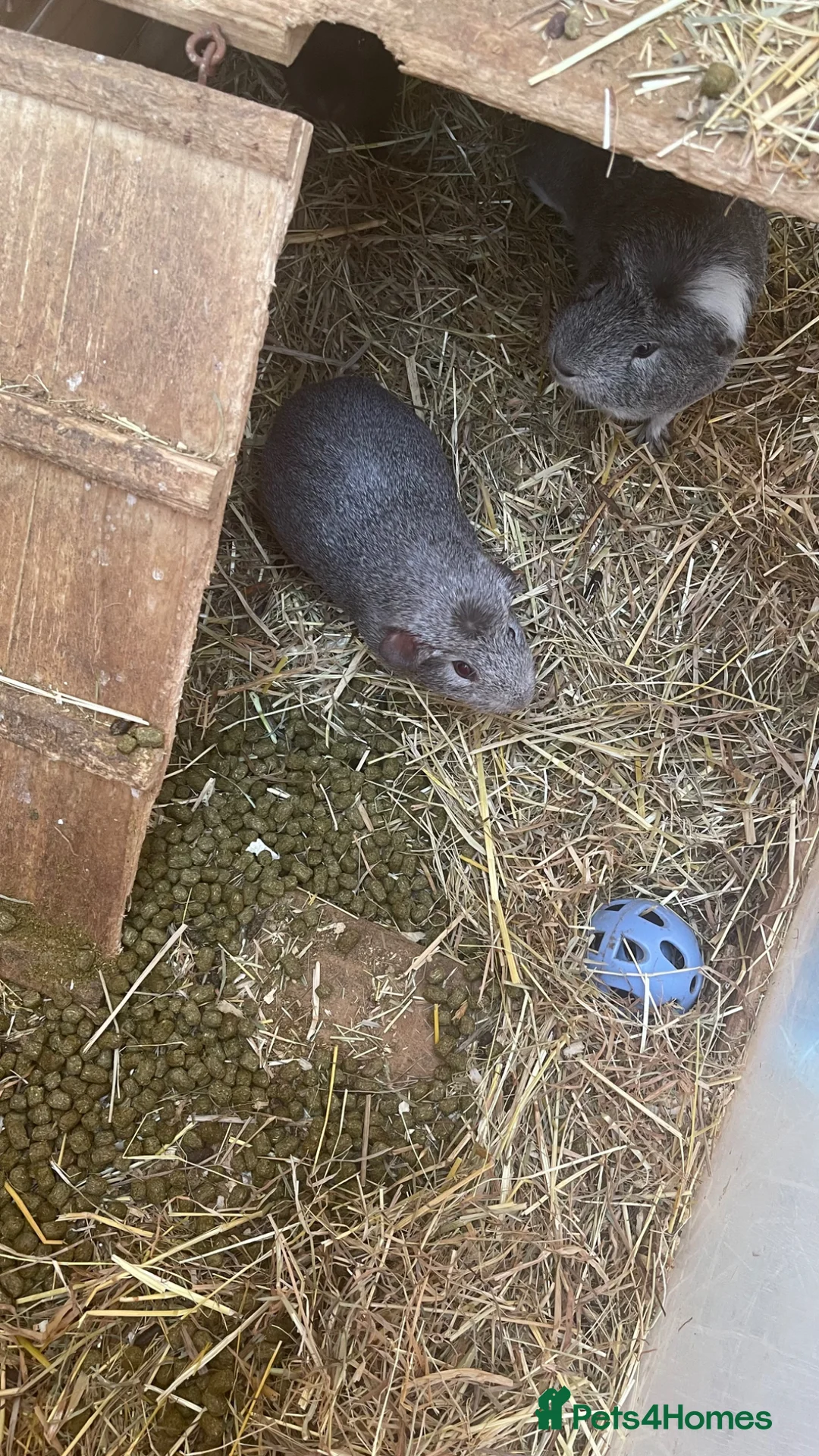 Guinea Pig rodents for sale: Vicky and Shishi - Advert 2