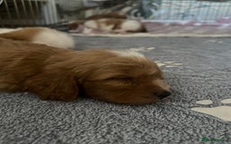 Cavapoo dogs for sale: Beautiful health tested cavapoos  - Image 5