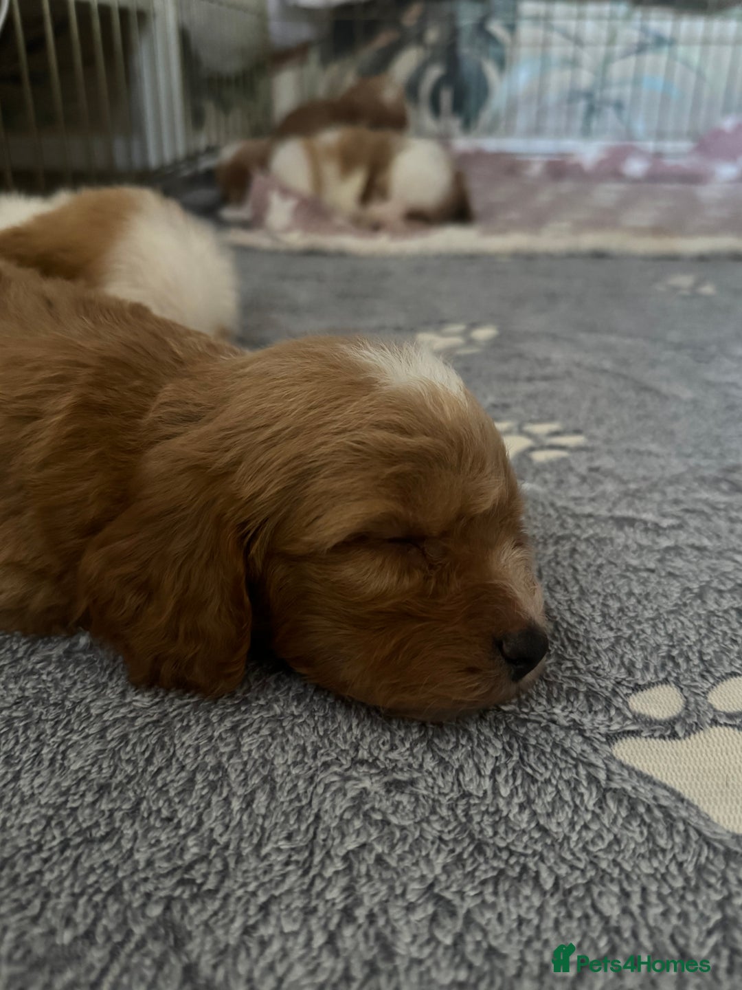 Cavapoo dogs for sale: Beautiful health tested cavapoos  - Image 5