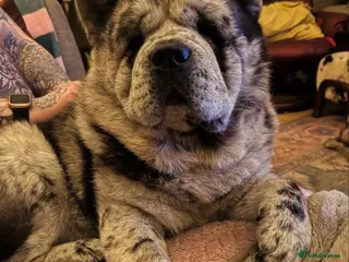 Chow Chow dogs Proven Rare Smooth Coat Blue Merle BIG POPPA PABLO - Advert 1