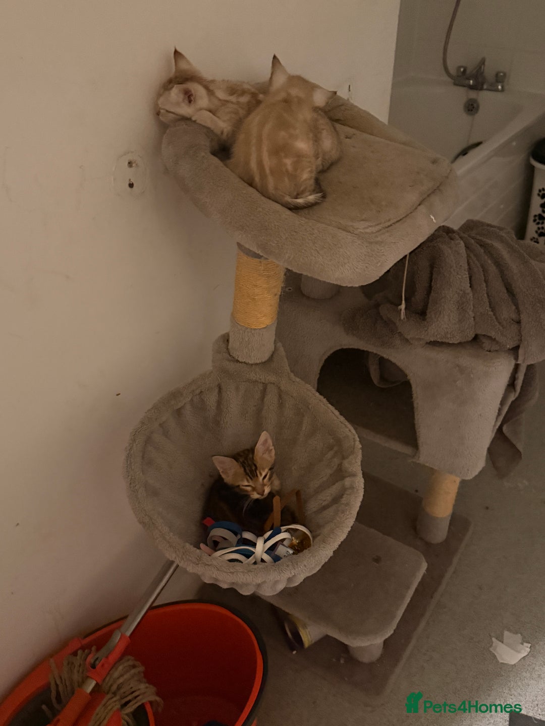 Bengal cats for sale: 2 gorgeous Bengal kittens for sale  - Advert 3