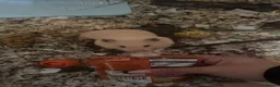 Hamster rodents for sale: syrian female hamster  - Advert 5