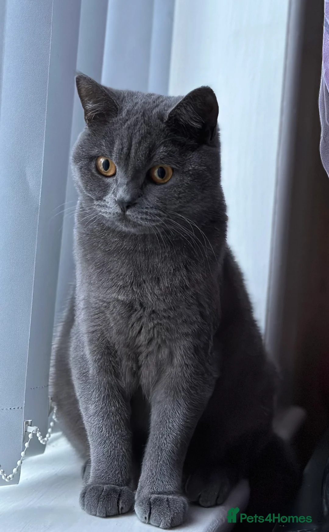 British Shorthair cats for sale: British shorthair female cat - neutered.  - Advert 8