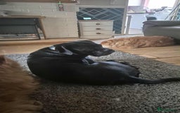 Mixed Breed dogs for sale: Loving male - Image 3