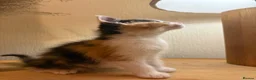 Mixed Breed cats for sale: 6/7 Week old Tortoise Female Kitten - Advert 9
