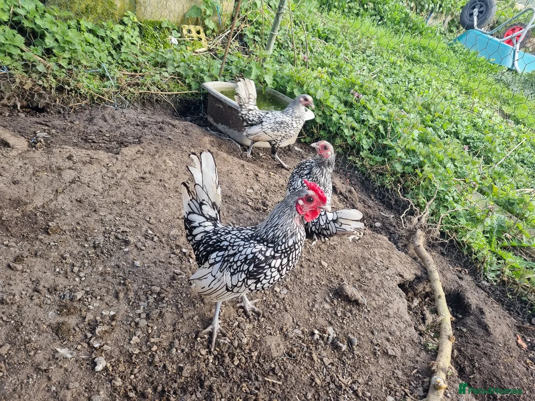 Chickens poultry for sale: 6 x Silver Sebright Hatching Eggs  - Advert 1