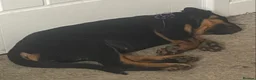 Rottweiler dogs for sale: Germany and America Rottweiler mix - Advert 3
