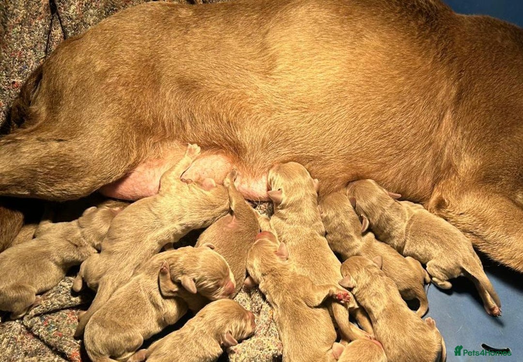 Labrador Retriever dogs for sale: Beautiful litter of sliver  Labrador puppies - Advert 7