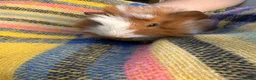 Guinea Pig rodents for sale: Baby guinea pigs  in Knaresborough - Advert 2