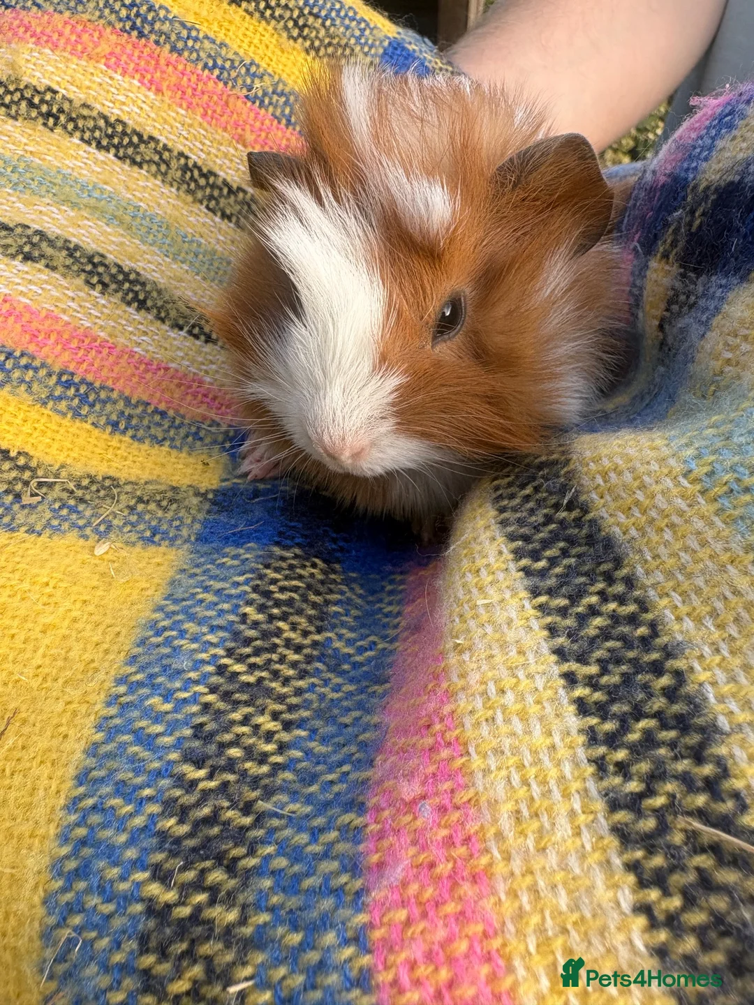 Guinea Pig rodents for sale: Baby guinea pigs  in Knaresborough - Advert 2
