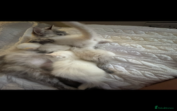 Ragdoll cats for sale: Beautiful Ragdoll kittens  - Image 9