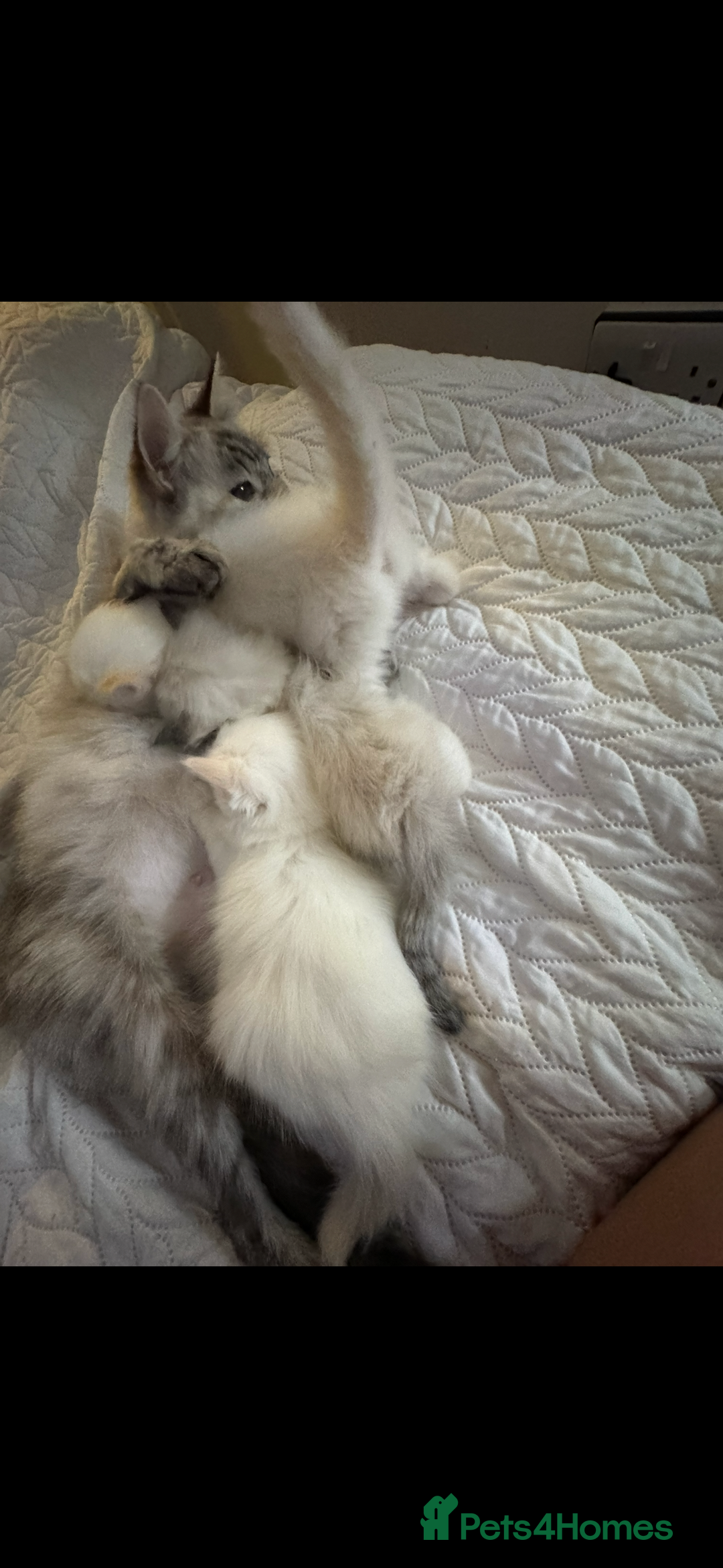Ragdoll cats for sale: Beautiful Ragdoll kittens  - Image 9