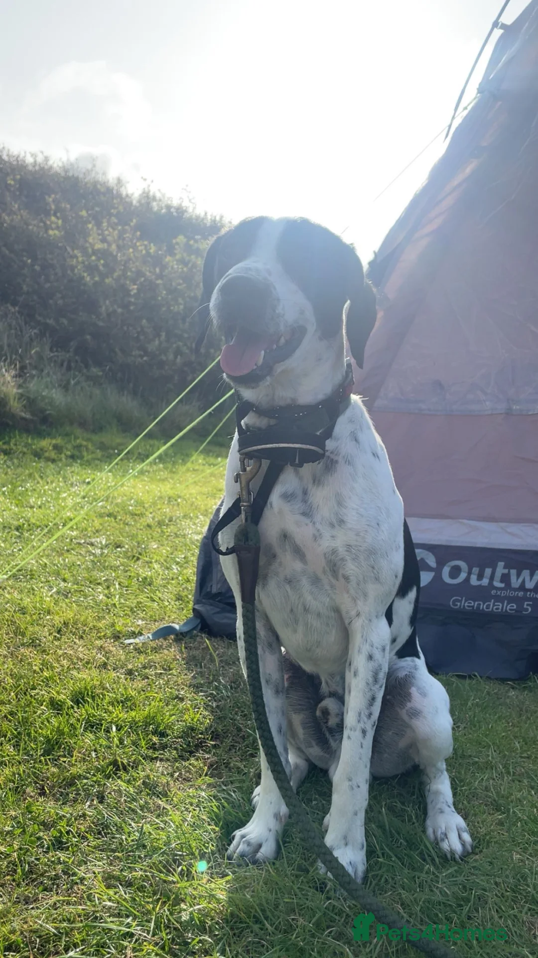 Springador dogs for sale: aksel springador - Advert 2