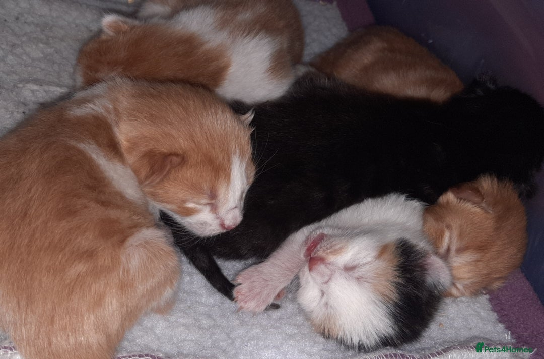 Domestic Shorthair cats for sale: Happy kittens ready to share love and joy  - Image 13