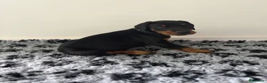 Dobermann Puppy 2