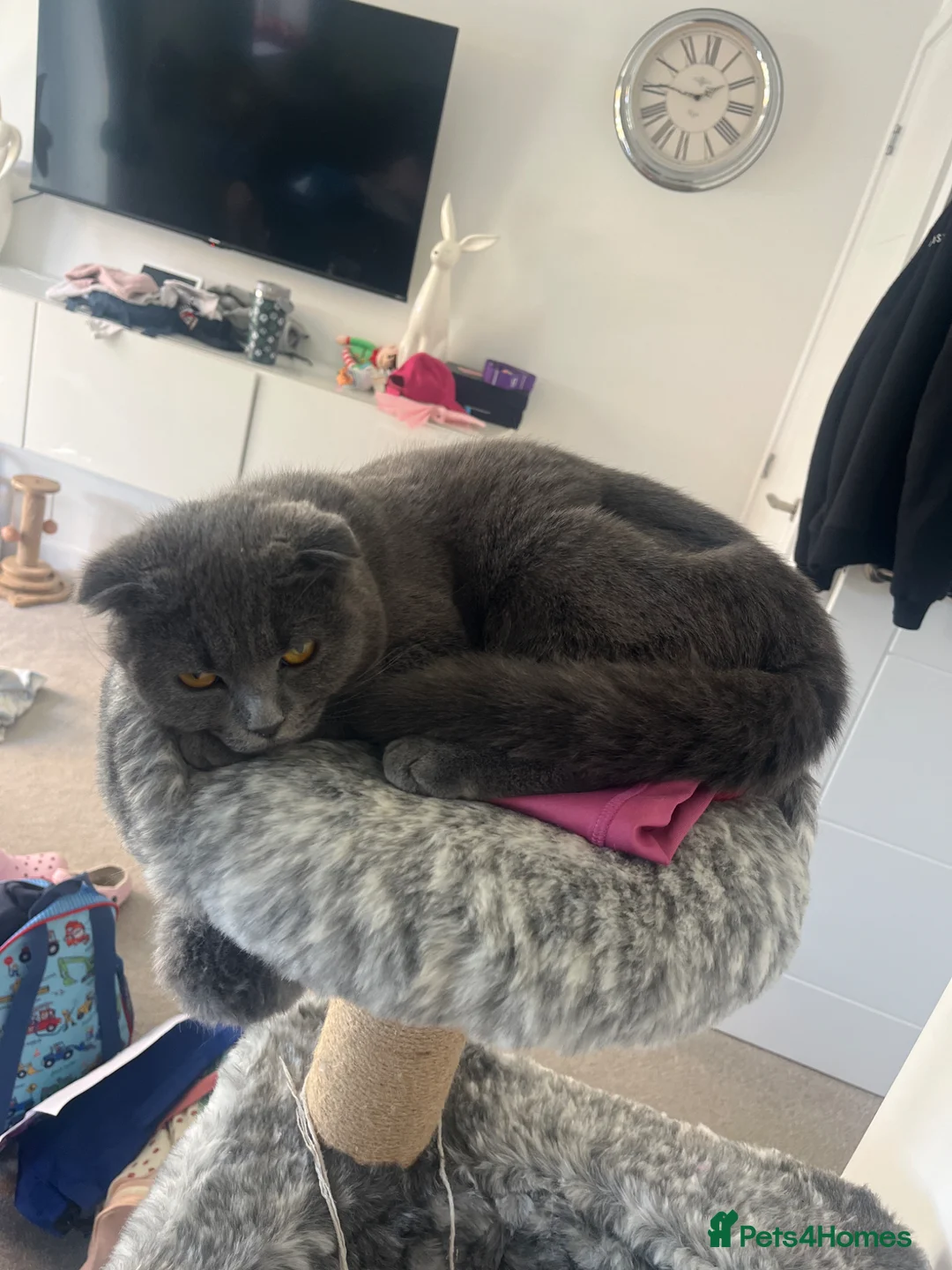 Mixed Breed cats for sale: Beautiful female blue kitten - Advert 5