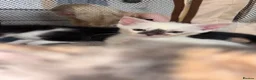 Mixed Breed cats for sale: 7 Kittens Ready For Re-Homing - Advert 2