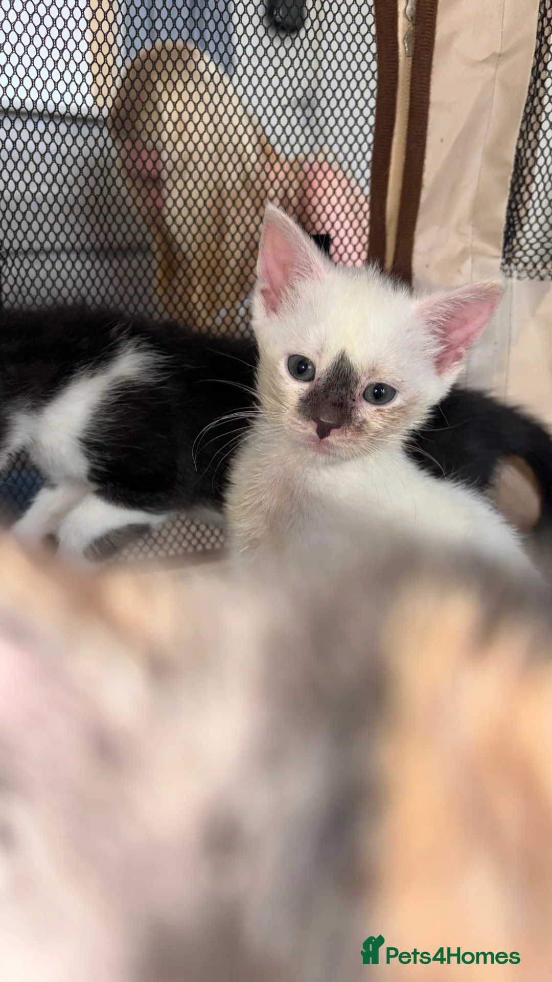 Mixed Breed cats for sale: 7 Kittens Ready For Re-Homing - Advert 2