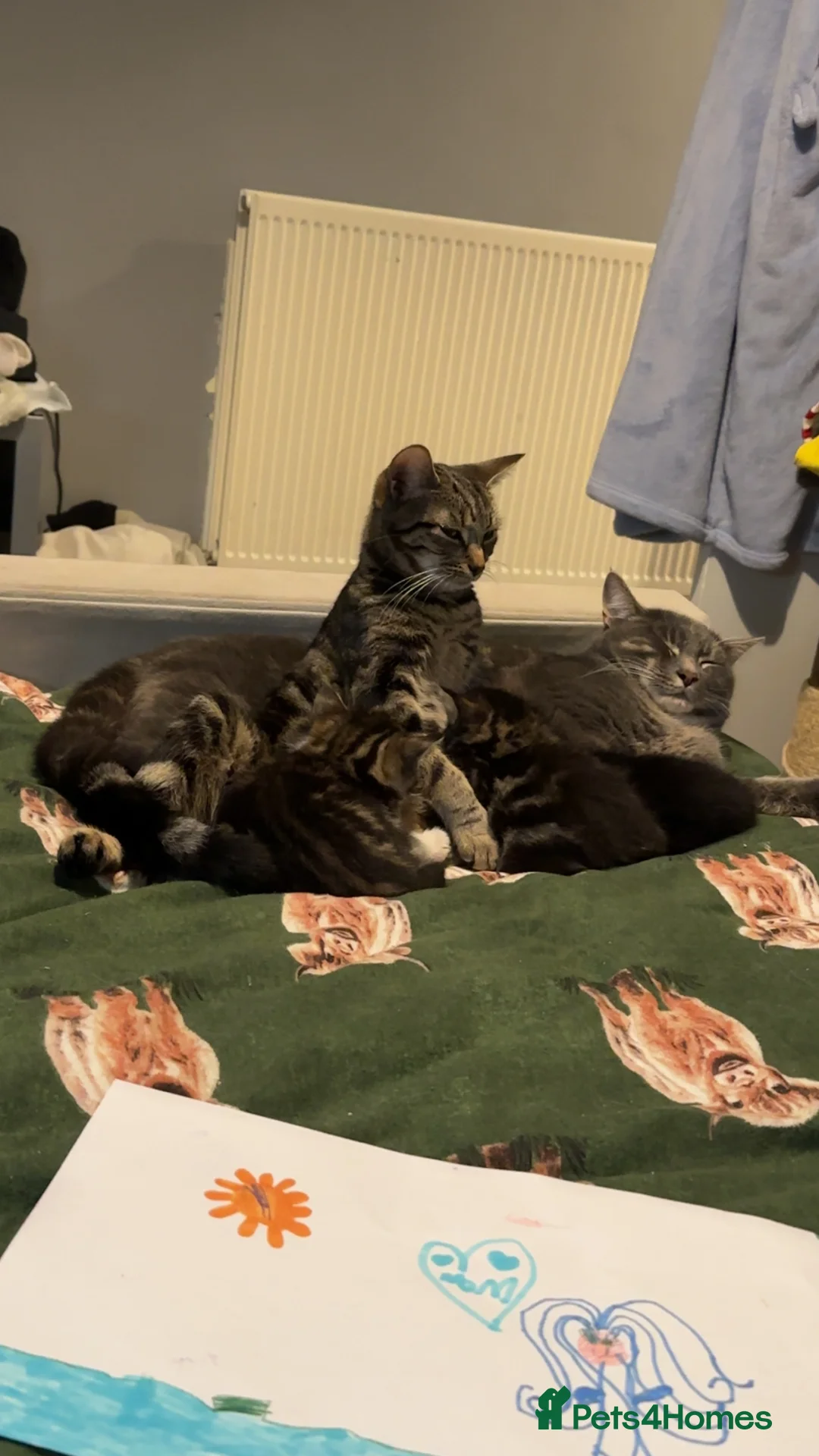 Mixed Breed cats for sale: BEAUTIFUL KITTEN.Maine coon/crossed  - Advert 1