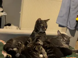 Mixed Breed cats BEAUTIFUL KITTEN.Maine coon/crossed - Advert 1