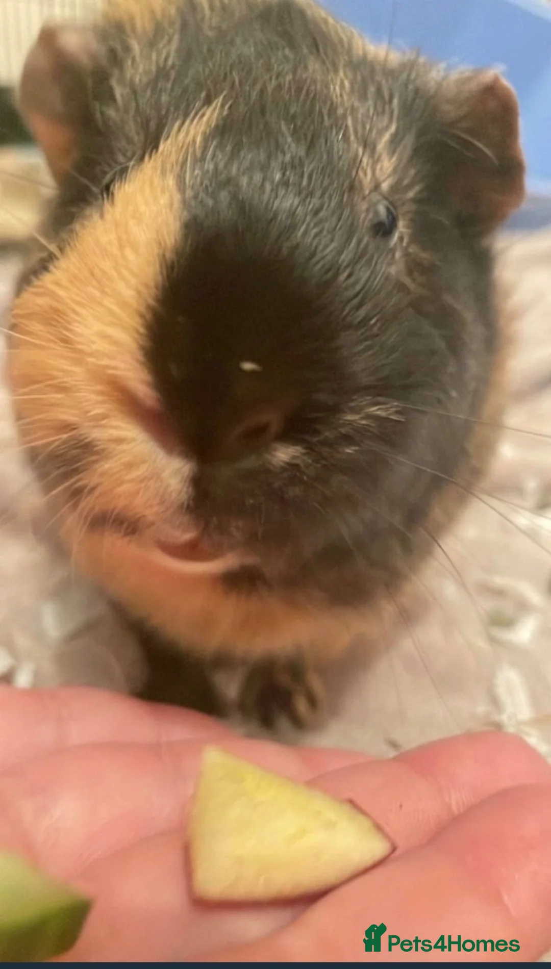 Guinea Pig rodents for sale: 3 Guinea pigs (1 male, 2 female) - Advert 7