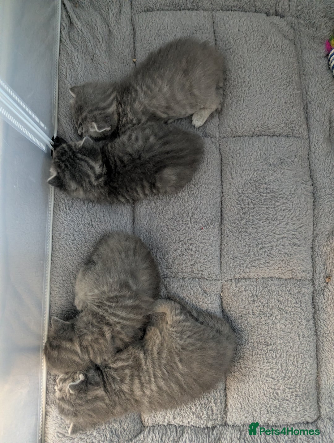 Mixed Breed cats for sale: Beautiful grey silver tabby kittens, ragdoll X Mum - Advert 27