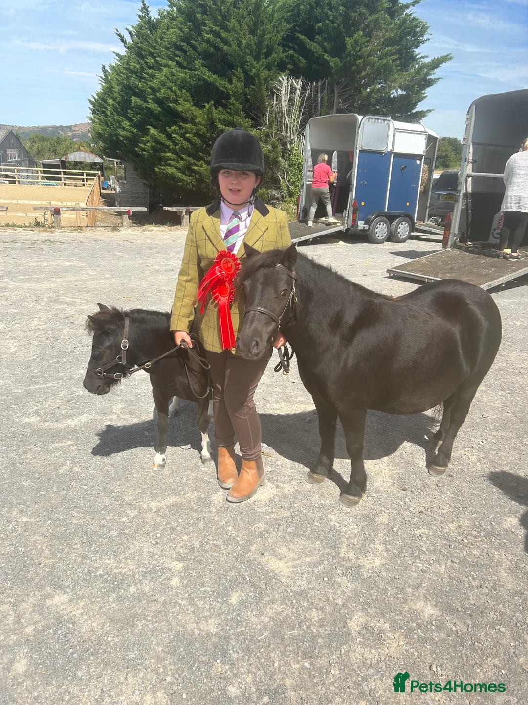 Shetland pony horses for sale: Stunning registered standard Shetland mare - Advert 11