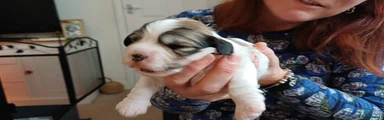 Havanese Puppy 1