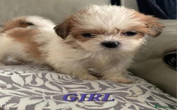 Shih Tzu dogs for sale: READY TO GO NOW Gorgeous Shih tzu puppies - Image 3