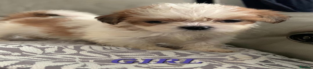 Shih Tzu Puppy 4