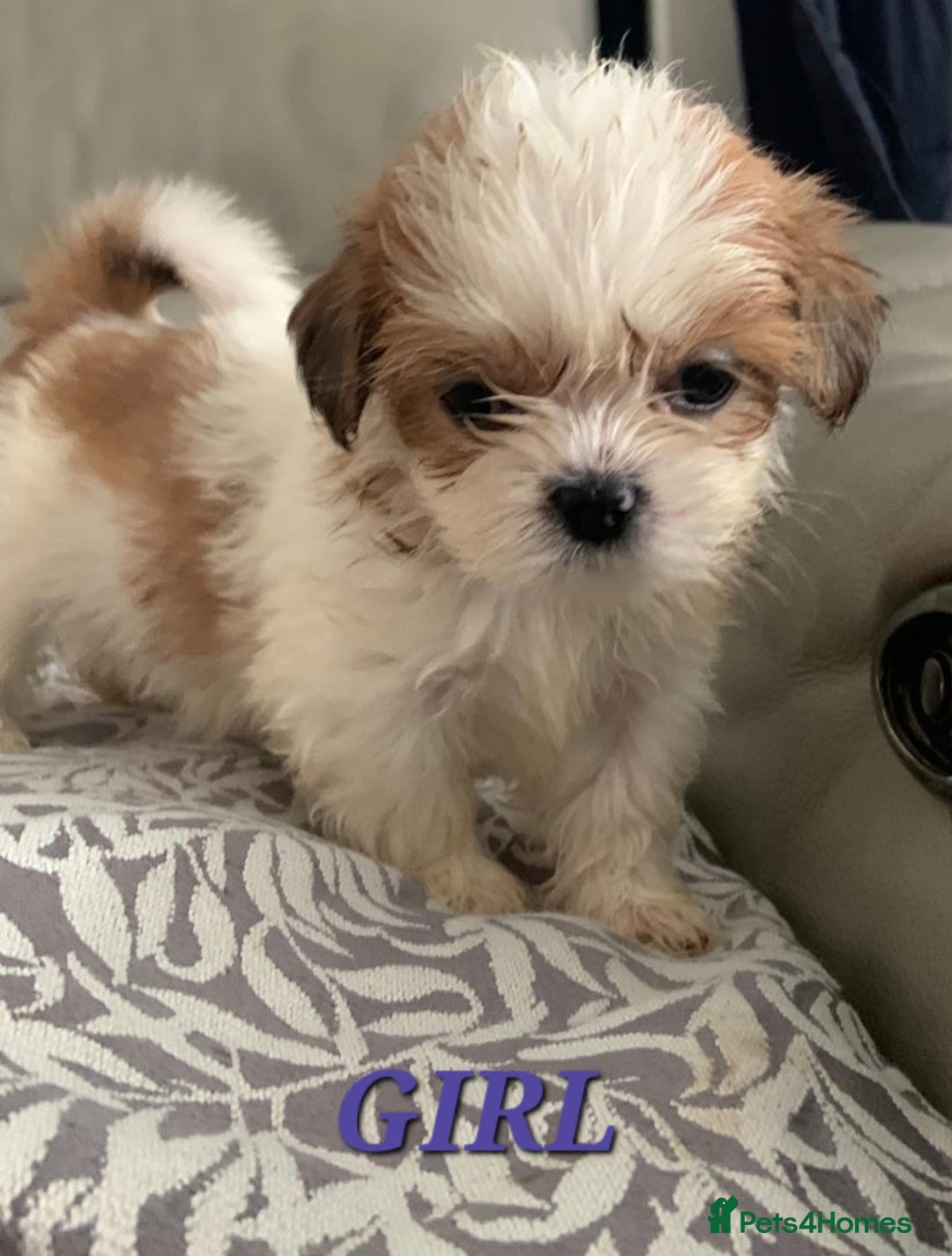 Shih Tzu dogs for sale: READY TO GO NOW Gorgeous Shih tzu puppies - Image 3