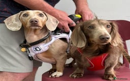 Miniature Dachshund dogs for sale: 2 beautiful mini daxi pups - Image 10