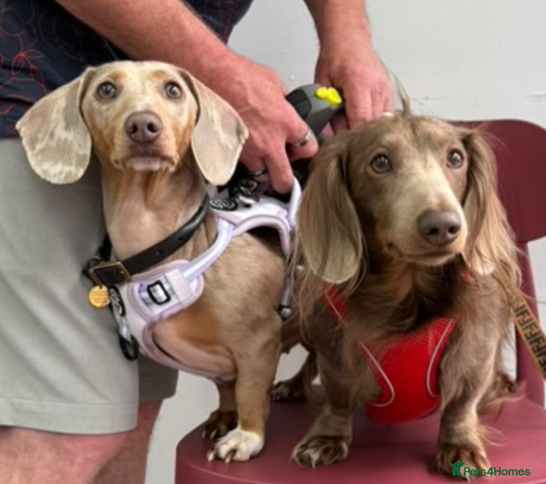 Miniature Dachshund dogs for sale: 2 beautiful mini daxi pups - Image 10