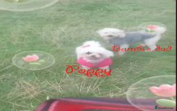 Poochon dogs for sale: Bambi and her mum Poppy need a new loving Family - Image 10