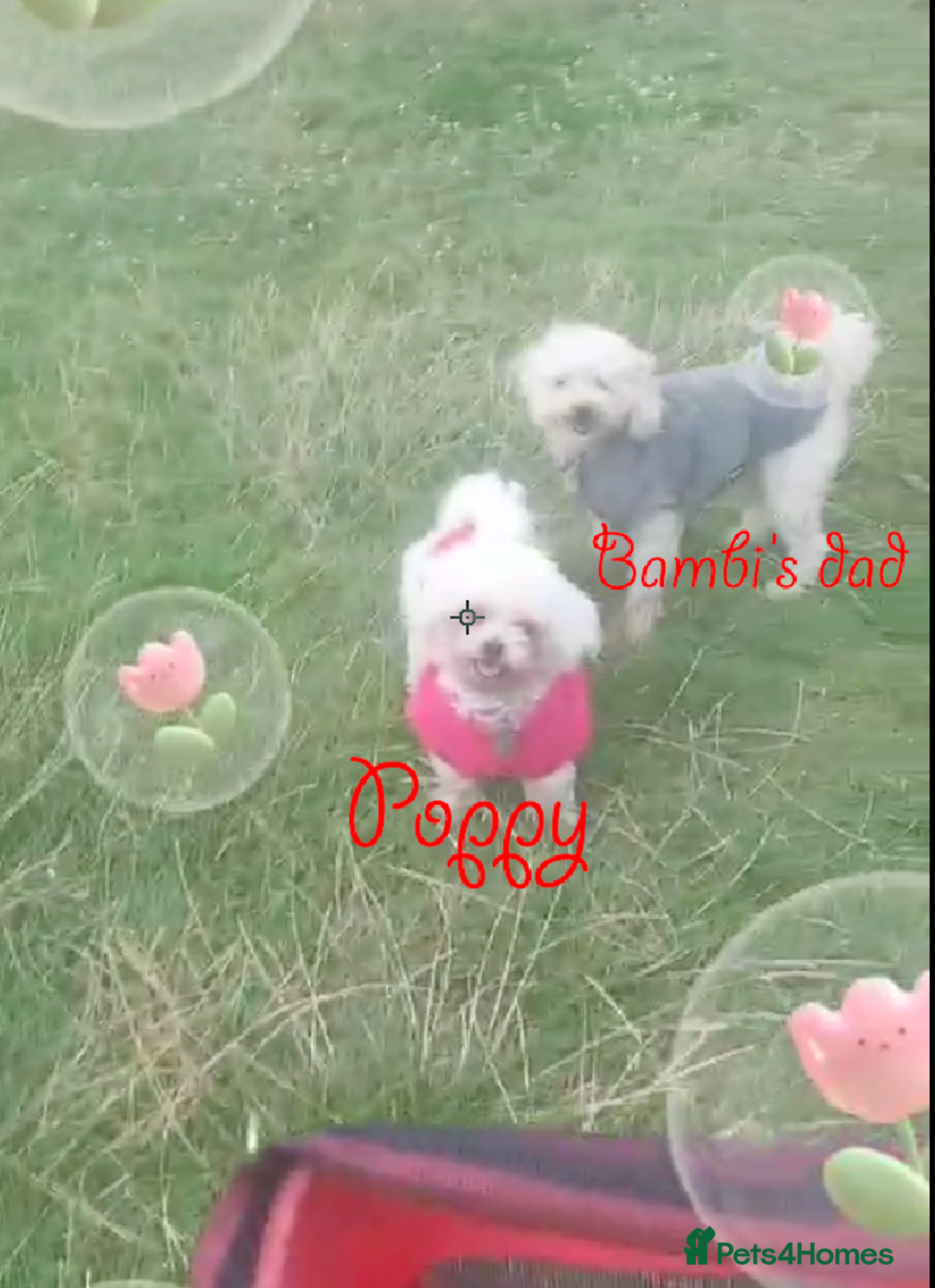 Poochon dogs for sale: Bambi and her mum Poppy need a new loving Family - Image 10